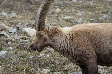 herd of steinbock capricorns grazing in Pontresina, Graubuenden, during summer. Ibex herd.
