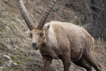 herd of steinbock capricorns grazing in Pontresina, Graubuenden, during summer. Ibex herd.
