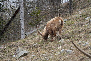 herd of steinbock capricorns grazing in Pontresina, Graubuenden, during summer. Ibex herd.