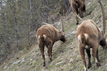 Fototapeta premium herd of steinbock capricorns grazing in Pontresina, Graubuenden, during summer. Ibex herd.
