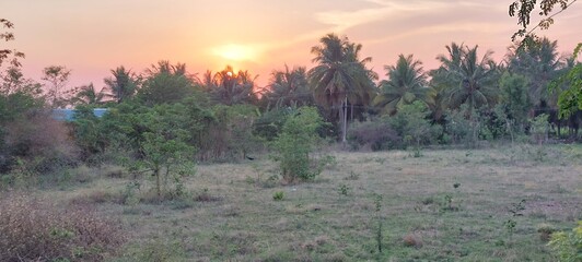 sunset over the field