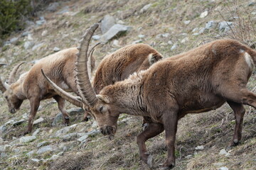 close up of a ibex  steinbock in pontresina, graubuenden, ibex portrait close up - herd of ibexes in grisons, capricorn capra