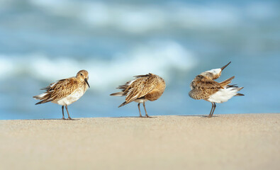 Biegus zmienny (Calidris alpina)