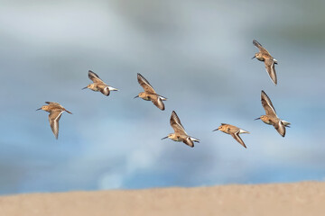 Biegus zmienny (Calidris alpina)