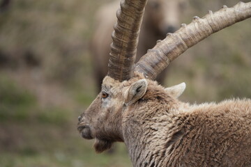 close up of a ibex  steinbock in pontresina, graubuenden, ibex portrait close up - herd of ibexes...