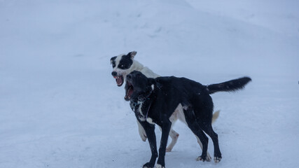aggressive black and white dog in the snow