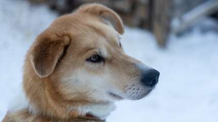 very calm dog in snow