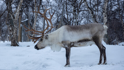 reindeer at the forest in the snow
