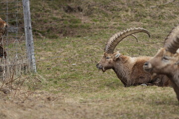 close up of a ibex  steinbock in pontresina, graubuenden, ibex portrait close up - herd of ibexes...