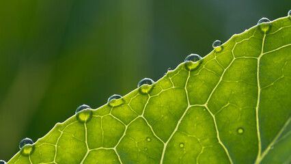 drops on cabbage leaves