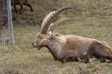 close up of a ibex  steinbock in pontresina, graubuenden, ibex portrait close up - herd of ibexes in grisons, capricorn capra