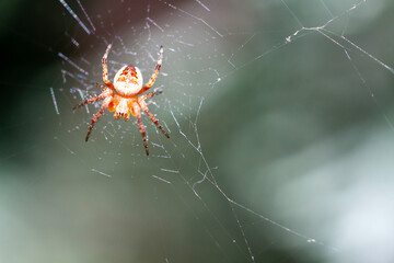 Closeup of a spider on a web