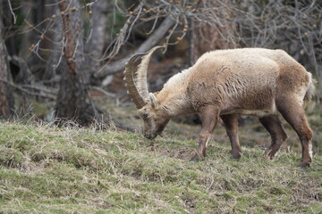 close up of a ibex  steinbock in pontresina, graubuenden, ibex portrait close up - herd of ibexes in grisons, capricorn capra