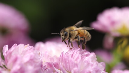 Honey bee on pink flower