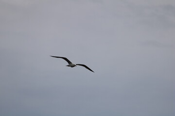 Seagull Flying in a Cloudy Sky