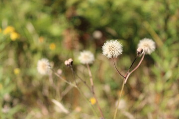 Dandelions with fluffy white seeds against a green background)