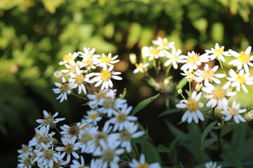 White daisies in sunlight with a green blurred background