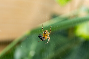 Closeup of a garden spider on the web on the background of a plant