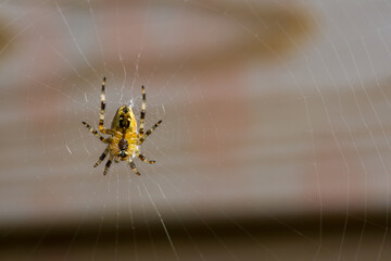 Closeup of a garden spider on the web