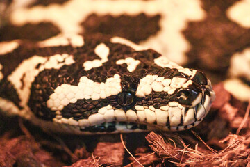 Colorful snake resting on brown bedding showcasing intricate patterns in natural habitat