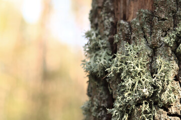 Oak trunk covered with lichen. Cracked oak bark close-up and lichen. Drying of the tree. Damaged bark on the tree trunk, details. Oak moss (Evernia prunastri)