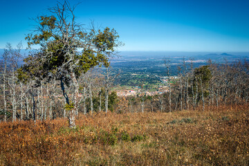 Oaks, leaves at Toledo' s Hills