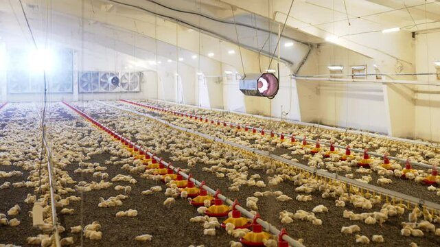 Interior of the plant for poultry business. Multiple chicks sit and rest on the floor, walk, eat or drink. Top view.