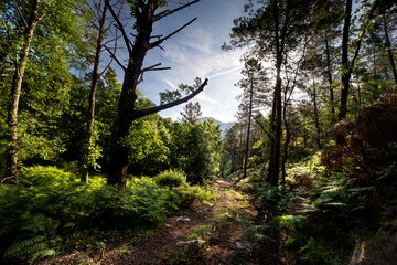 Sendero en el bosque