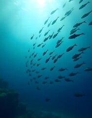 Fototapeta premium underwater school of fish