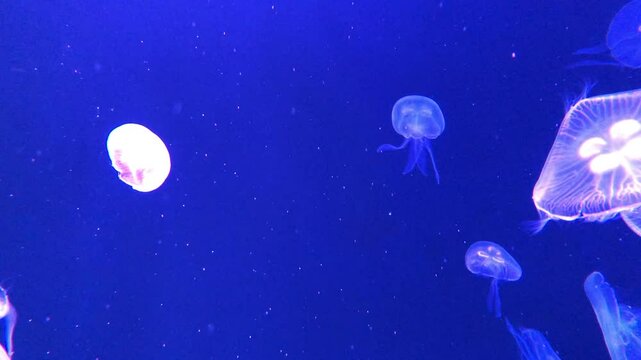 The transparency jellyfish floating in the colorful light.