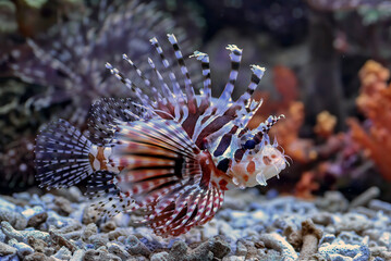 Poisonous lion fish showing its sharp fins