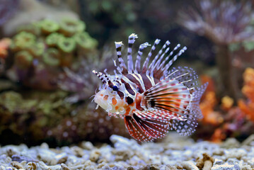 Poisonous lion fish showing its sharp fins