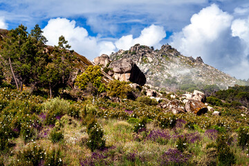 Primavera y Peña Muñana