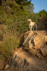 A Dog on a Rock in a Forest