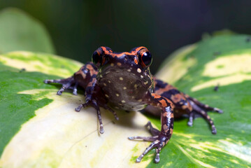 The stripped stream frog perched on a leaf