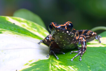 The stripped stream frog perched on a leaf
