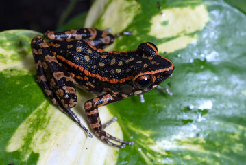 The stripped stream frog perched on a leaf