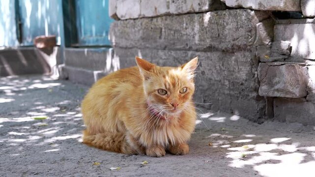 A fluffy ginger cat relaxes in the shade, enjoying a peaceful moment outdoors. Its serene presence adds a touch of warmth to the scene.