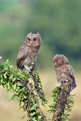Eurasian scoop owls on a tree branch	