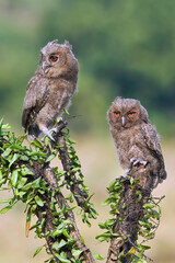 Eurasian scoop owls on a tree branch	