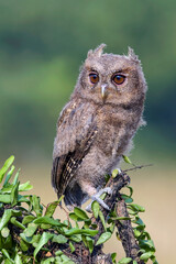 Eurasian scoop owls on a tree branch	