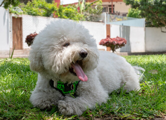 Bichon Dog Yawning and Looking Left in the Park