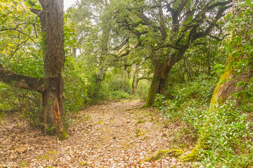 Landscape photo of a forest. Tunisian Landscape, Ain Draham, Jendouba, Tunisia