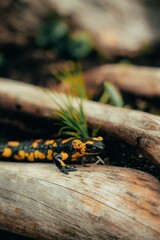 Vibrant fire salamander on a mossy log in a forest setting, with striking black and yellow patterns.