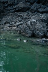 Two ducks swim in clear green water near rocky shore, showcasing nature's tranquility and beauty.