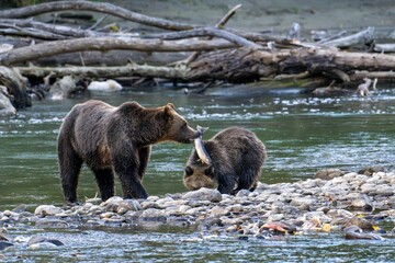 Bear mother and cub fishing for salmon in Atnarko River, Canada