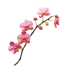 nasturtium isolated on white background