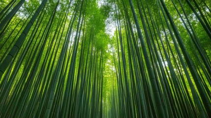 Fototapeta premium Majestic Green Bamboo Forest Captured in a Breathtaking Vertical Perspective with Natural Serenity