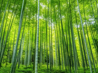 Fototapeta premium Majestic Green Bamboo Forest Captured in a Breathtaking Vertical Perspective with Natural Serenity