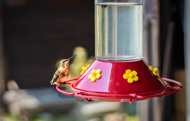 BEBEDERO ROJO DE AGUA PARA COLIBRÍS CON UN COLIBRI OBSERVANDO